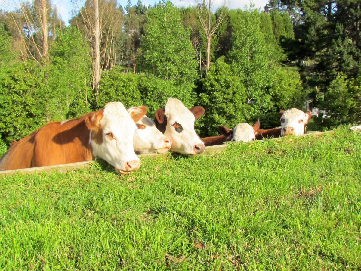 Rolling Hills Country Stay B&B Tauranga Eksteriør bilde